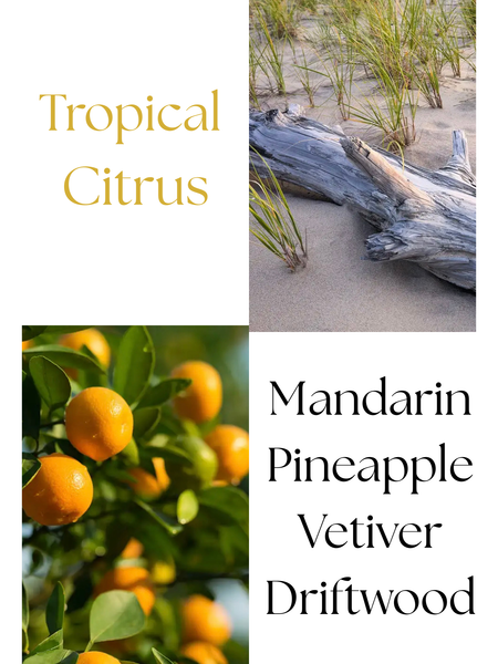 Photo of Autumn Moon Candle Tropical Citrus scent profile mandarin, pineapple, vetiver and driftwood. Picture of citrus and mandarin shown.